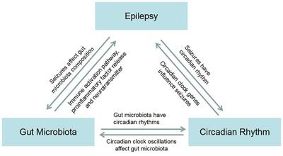 Epilepsy, gut microbiota, and circadian rhythm